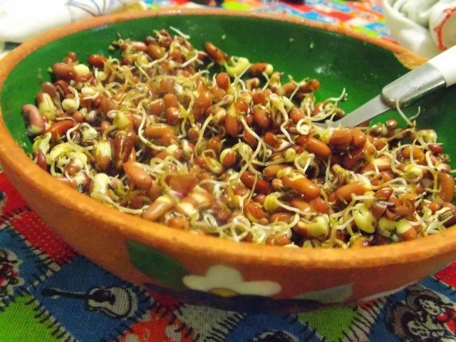 Resultado de imagem para Salada de feijão azuki germinado
