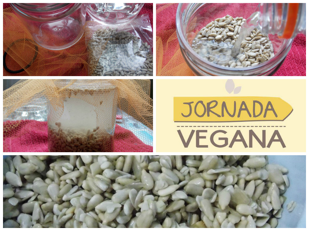 Germinação de semente de girassol - Jornada Vegana